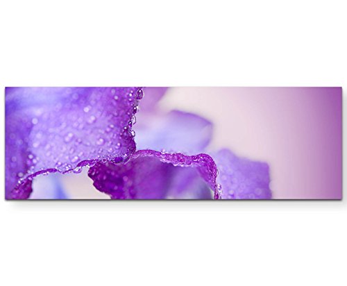 Paul Sinus Art Leinwandbilder | Bilder Leinwand 120x40cm lila Iris mit Wassertropfen – Nahaufnahme von Paul Sinus Art