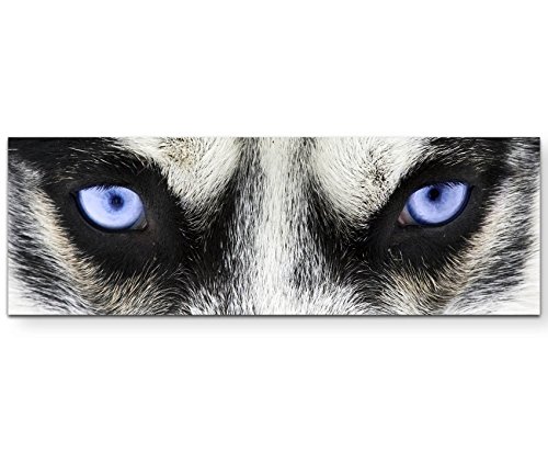 Paul Sinus Art Leinwandbilder | Bilder Leinwand 120x40cm strahlend Blaue Augen eines Hundes – Nahaufnahme von Paul Sinus Art