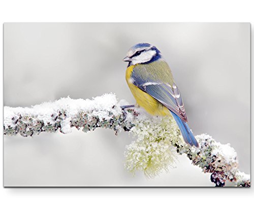 Paul Sinus Art Leinwandbilder | Bilder Leinwand 120x80cm Blau/gelber Vogel im Winter von Paul Sinus Art