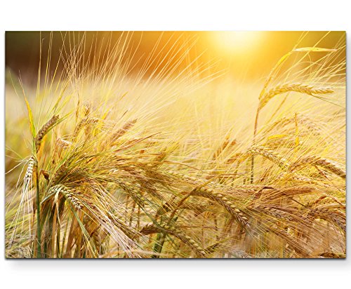 Paul Sinus Art Leinwandbilder | Bilder Leinwand 120x80cm Getreide im Sonnenschein von Paul Sinus Art