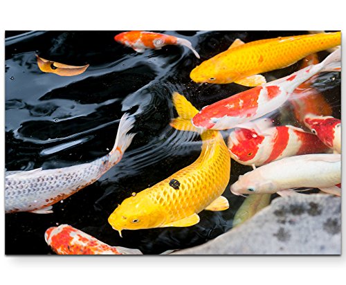 Paul Sinus Art Leinwandbilder | Bilder Leinwand 120x80cm Koi Fische im Teich von Paul Sinus Art
