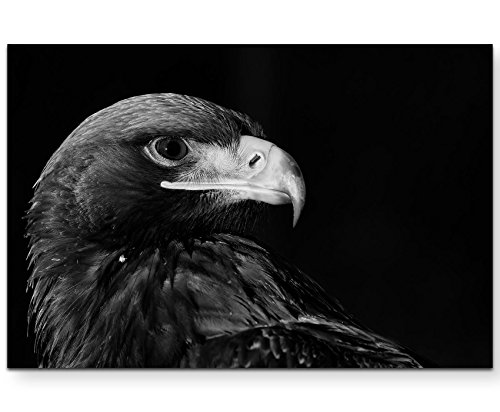Paul Sinus Art Leinwandbilder | Bilder Leinwand 120x80cm Portrait eines Adlers – schwarz, weiß von Paul Sinus Art