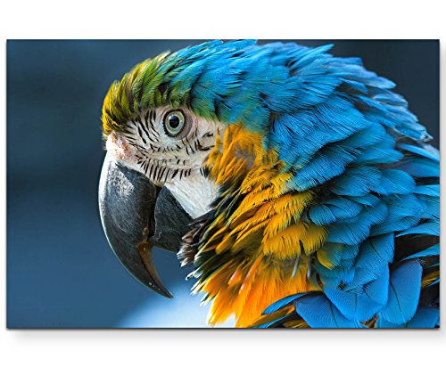 Paul Sinus Art Leinwandbilder | Bilder Leinwand 120x80cm blau/gelber Ara von Paul Sinus Art