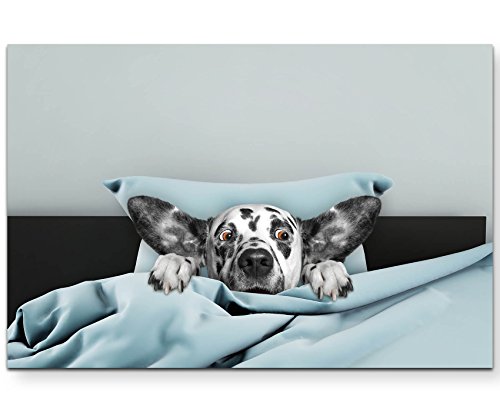 Paul Sinus Art Leinwandbilder | Bilder Leinwand 120x80cm niedlicher Hund im Bett von Paul Sinus Art