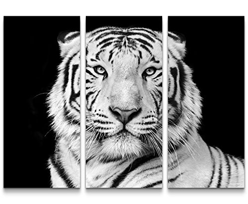 Paul Sinus Art Leinwandbilder | Bilder Leinwand 130x90cm Portrait eines weißen Bengalischen Tiger schwarzweiß von Paul Sinus Art