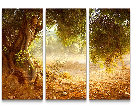 Paul Sinus Art Leinwandbilder | Bilder Leinwand 130x90cm großer Alter Olivenbaum von Paul Sinus Art