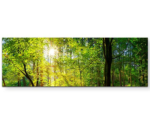 Paul Sinus Art Leinwandbilder | Bilder Leinwand 150x50cm Wald im Sonnenschein von Paul Sinus Art
