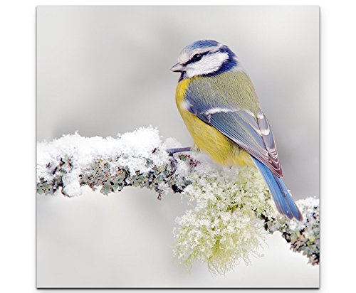 Paul Sinus Art Leinwandbilder | Bilder Leinwand 60x60cm Blau/gelber Vogel im Winter von Paul Sinus Art