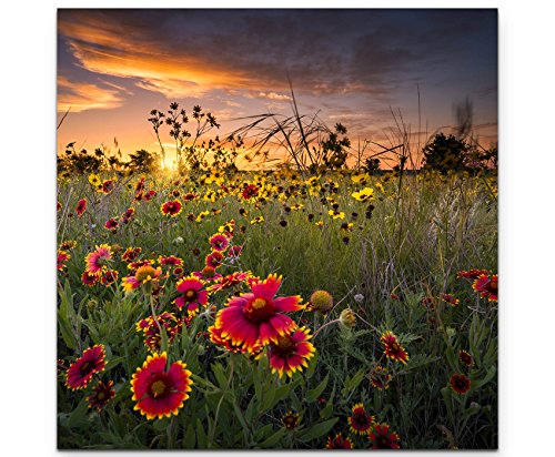 Paul Sinus Art Leinwandbilder | Bilder Leinwand 60x60cm Bunte Wildblumenwiese im Morgengrauen von Paul Sinus Art