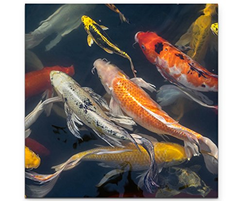 Paul Sinus Art Leinwandbilder | Bilder Leinwand 60x60cm Koi Fische im Teich von Paul Sinus Art