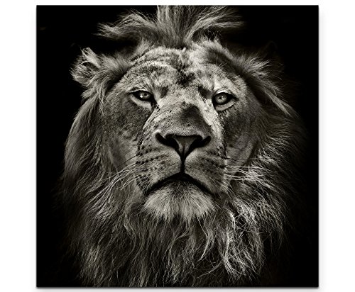 Paul Sinus Art Leinwandbilder | Bilder Leinwand 60x60cm Portrait eines Löwen von Paul Sinus Art