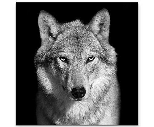 Paul Sinus Art Leinwandbilder | Bilder Leinwand 60x60cm Portrait – Wolf schwarz, weiß von Paul Sinus Art