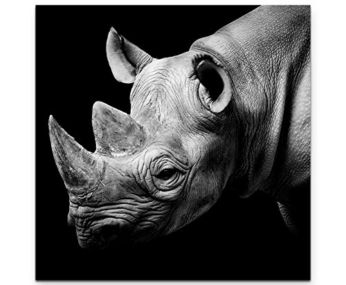 Paul Sinus Art Leinwandbilder | Bilder Leinwand 60x60cm Portrait eines Nashorns schwarzweiß von Paul Sinus Art