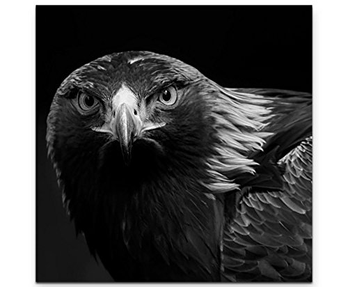 Paul Sinus Art Leinwandbilder | Bilder Leinwand 60x60cm Portrait eines Steinadler schwarzweiß von Paul Sinus Art