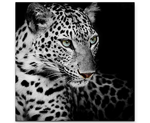 Paul Sinus Art Leinwandbilder | Bilder Leinwand 60x60cm Portrait eines liegenden Leoparden schwarzweiß von Paul Sinus Art