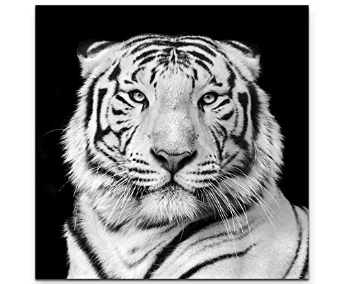 Paul Sinus Art Leinwandbilder | Bilder Leinwand 60x60cm Portrait eines weißen Bengalischen Tiger schwarzweiß von Paul Sinus Art