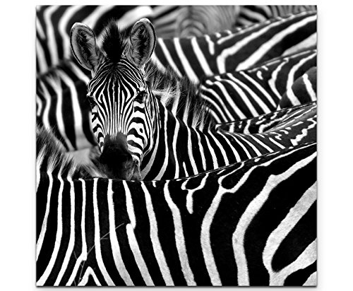 Paul Sinus Art Leinwandbilder | Bilder Leinwand 60x60cm Zebra in seiner Herde Paul Sinus Art Leinwandbilder | Bilder Leinwand 60x60cm Zebra in seiner Herde von Paul Sinus Art