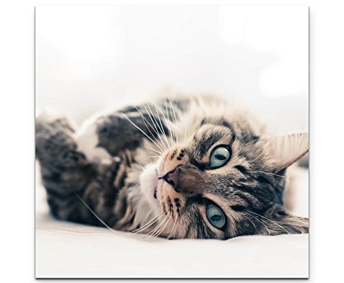 Paul Sinus Art Leinwandbilder | Bilder Leinwand 60x60cm graue Katze im Bett von Paul Sinus Art