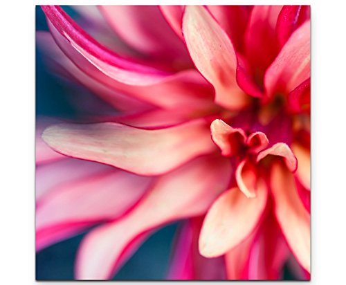 Paul Sinus Art Leinwandbilder | Bilder Leinwand 60x60cm rosa Blume auf blauem Hintergrund – Nahaufnahme von Paul Sinus Art