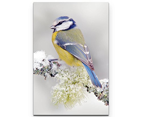 Paul Sinus Art Leinwandbilder | Bilder Leinwand 90x60cm Blau/gelber Vogel im Winter von Paul Sinus Art