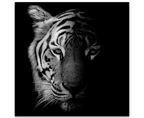 Paul Sinus Art Leinwandbilder | Bilder Leinwand 90x90cm Portrait Tiger schwarz/weiß von Paul Sinus Art