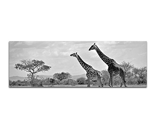 Paul Sinus Art Leinwandfoto als Panorama SCHWARZ/Weiss 120x40cm Afrika Elefant Großaufnahme von Paul Sinus Art