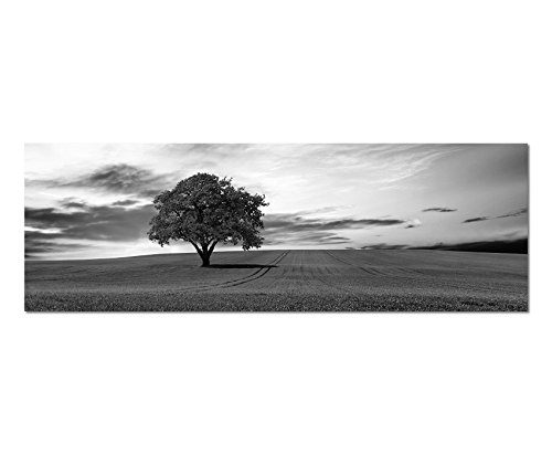 Paul Sinus Art Leinwandfoto als Panorama SCHWARZ/Weiss 120x40cm Landschaft Wiese Baum Wolkenschleier von Paul Sinus Art