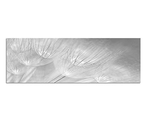 Paul Sinus Art Leinwandfoto als Panorama SCHWARZ/Weiss 150x50cm Pusteblumen Löwenzahn Nahaufnahme von Paul Sinus Art