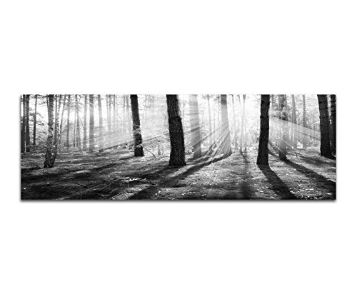 Paul Sinus Art Leinwandfoto als Panorama SCHWARZ/Weiss 150x50cm Wald Bäume Frühling Sonnenstrahlen von Paul Sinus Art