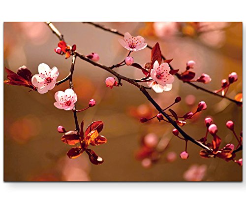 Paul Sinus Art Naturfotografie – japanische Kirschblüten - Leinwandbild 120x80cm von Paul Sinus Art