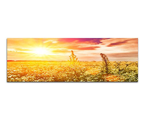 Paul Sinus Art Panoramabild auf Leinwand und Keilrahmen 120x40cm Wiese Blumen Frühling Sonne Abendlicht von Paul Sinus Art