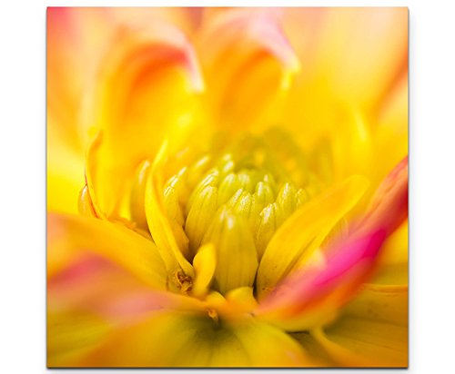 Paul Sinus Art Rosa-gelbe Dahlie – MacrofotografieLeinwandbild quadratisch 90x90cm von Paul Sinus Art