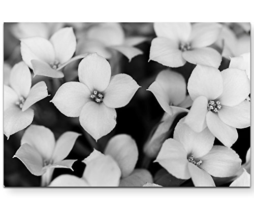 Paul Sinus Art Schwarz-Weiße Blüten - Leinwandbild 120x80cm von Paul Sinus Art