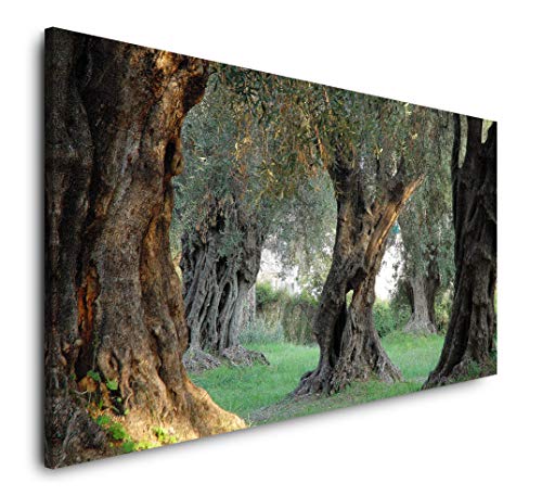 Paul Sinus Art alte Olivenbäume 120x 60cm Panorama Leinwand Bild XXL Format Wandbilder Wohnzimmer Wohnung Deko Kunstdrucke von Paul Sinus Art