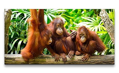 Paul Sinus Leinwandbild 120x60cm Drei kleine Orang-Utans Dschungel Süß Affenbabys von Paul Sinus