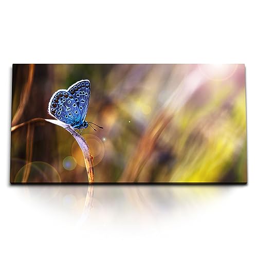 Paul Sinus Kunstdruck Bilder 120x60cm Blauer Schmetterling Fotokunst Nahaufnahme Sonnenstrahl von Paul Sinus