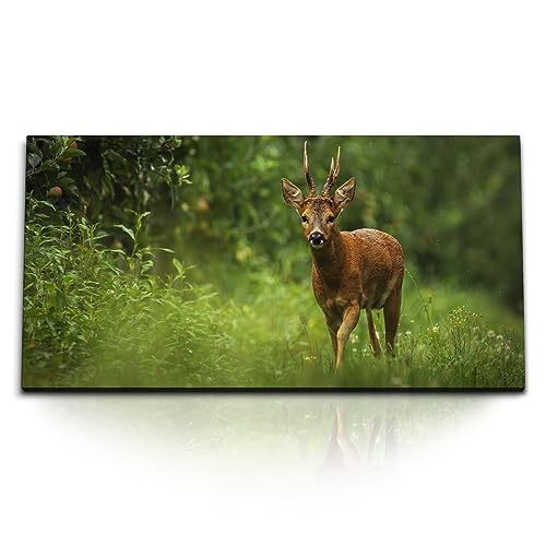 Paul Sinus Kunstdruck Bilder 120x60cm Junger Hirsch im Wald Natur Grün Tierfotografie von Paul Sinus