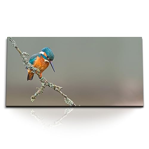 Paul Sinus Kunstdruck Bilder 120x60cm Tierfotografie Eisvogel Kingfisher kleiner Vogel auf Ast von Paul Sinus
