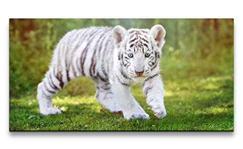 Paul Sinus Leinwandbild 120x60cm Kleiner weißer Tiger Süß Kätzchen Niedlich von Paul Sinus
