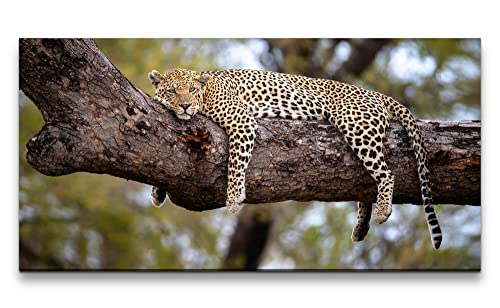 Paul Sinus Leinwandbild 120x60cm Leopard döst im Baum Raubkatze Großkatze Wildnis Afrika von Paul Sinus
