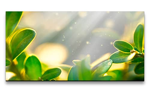 Paul Sinus Leinwandbild 120x60cm Sonnenstrahlen grüne Pflanzen Geldbaum Schön von Paul Sinus