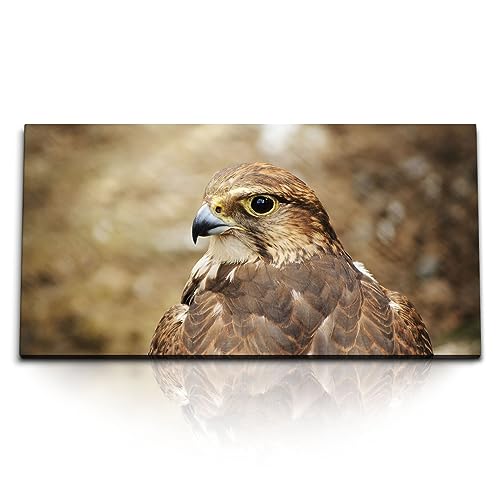 Paul Sinus Wandbild 120x60cm Mächtiger Falke – Kraft und Eleganz der Natur in Perfektion. Ein stolzer Falke in Nahaufnahme. von Paul Sinus
