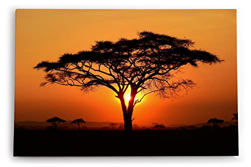Paul Sinus Wandbild 120x80cm Afrikanische Landschaft Burkea Africana Bäume Sonnenuntergang von Paul Sinus