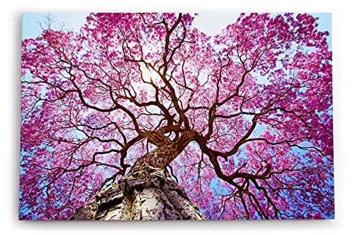 Paul Sinus Wandbild 120x80cm Baumkrone Lapacho Baum in Pocone Rosa blauer Himmel von Paul Sinus