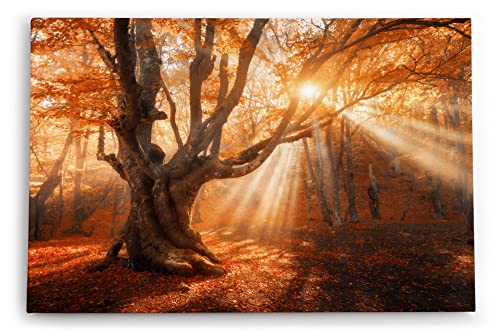 Paul Sinus Wandbild 120x80cm Große Eiche Baum Herbst Herbstblätter Sonnenstrahl Wald von Paul Sinus