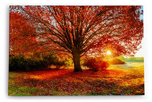 Paul Sinus Wandbild 120x80cm Großer Baum Feld Sonnenuntergang Herbst Laub von Paul Sinus