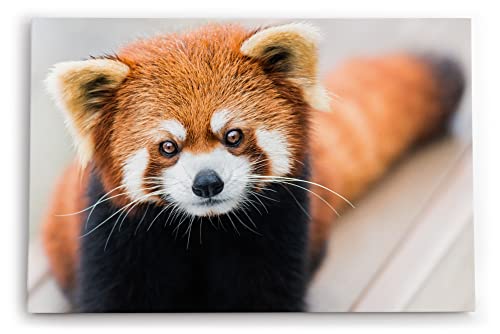 Paul Sinus Wandbild 120x80cm Kleiner roter Panda Tierfotografie Süß Flauschig von Paul Sinus