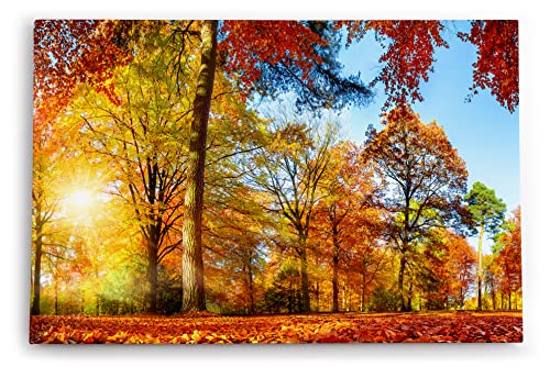 Paul Sinus Wandbild 120x80cm Wald Bäume Herbst Sonnenschein Herbstblätter Natur von Paul Sinus