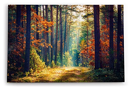 Paul Sinus Wandbild 120x80cm Wald Waldweg Bäume Sonnenstrahl Natur Herbst von Paul Sinus