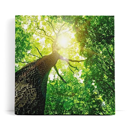 Paul Sinus Wandbild 80x80cm Baum Sonnenstrahlen Baumkrone Grün Natur von Paul Sinus